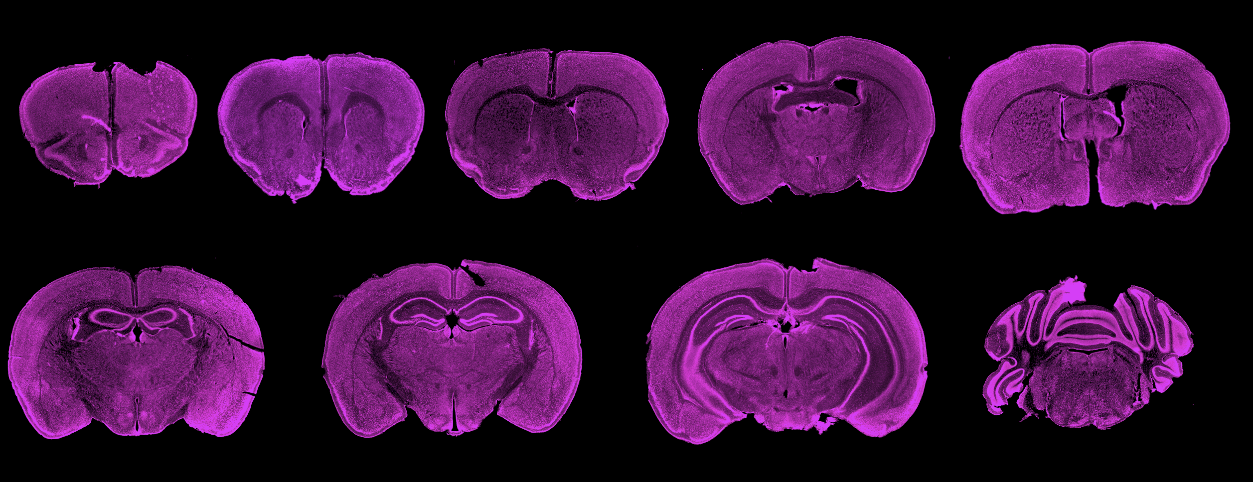 Brain section showing circuit architecture